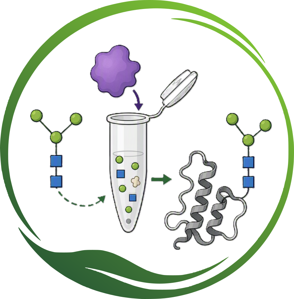 Glycosylation